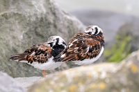 steenloper (Arenaria interpres) 5-2019 9279